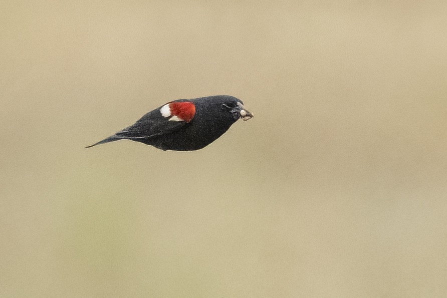Tricolored Blackbird - ML645268784