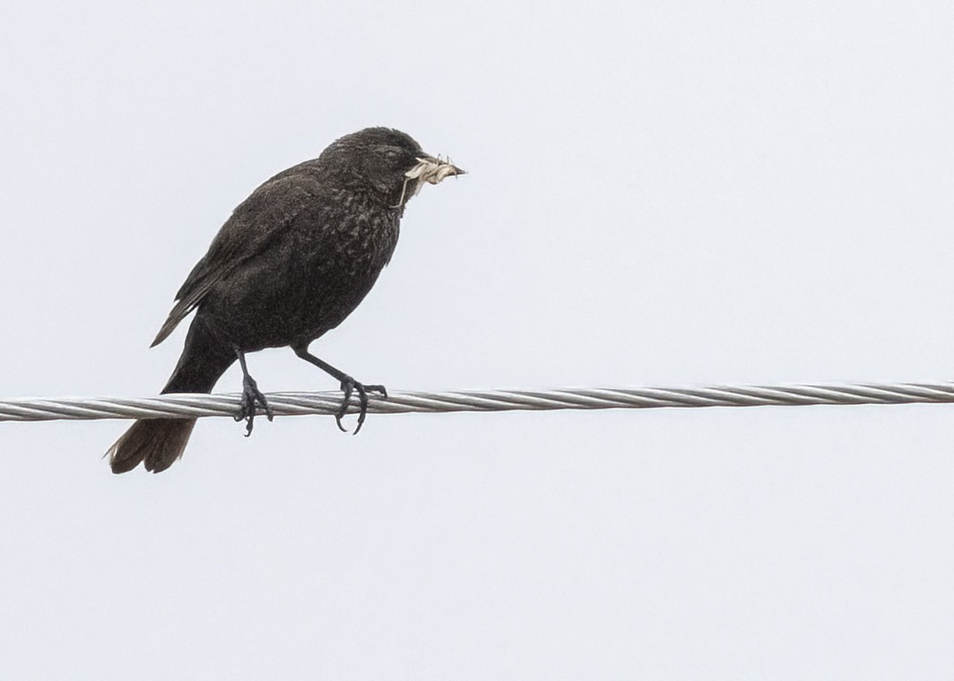 Tricolored Blackbird - ML645268785