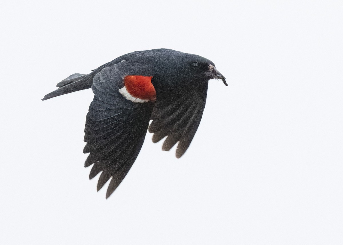 Tricolored Blackbird - ML645268786
