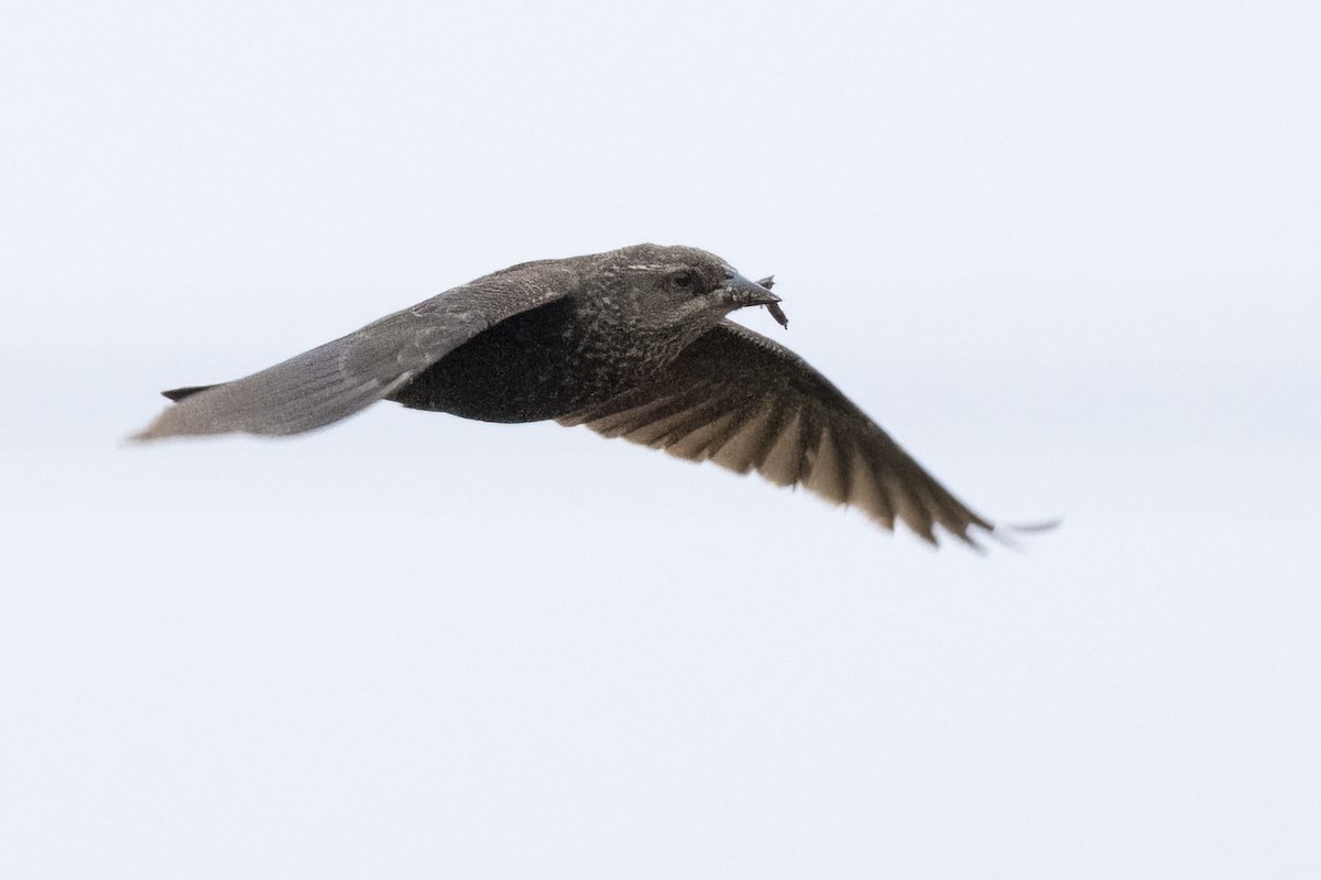 Tricolored Blackbird - ML645268787