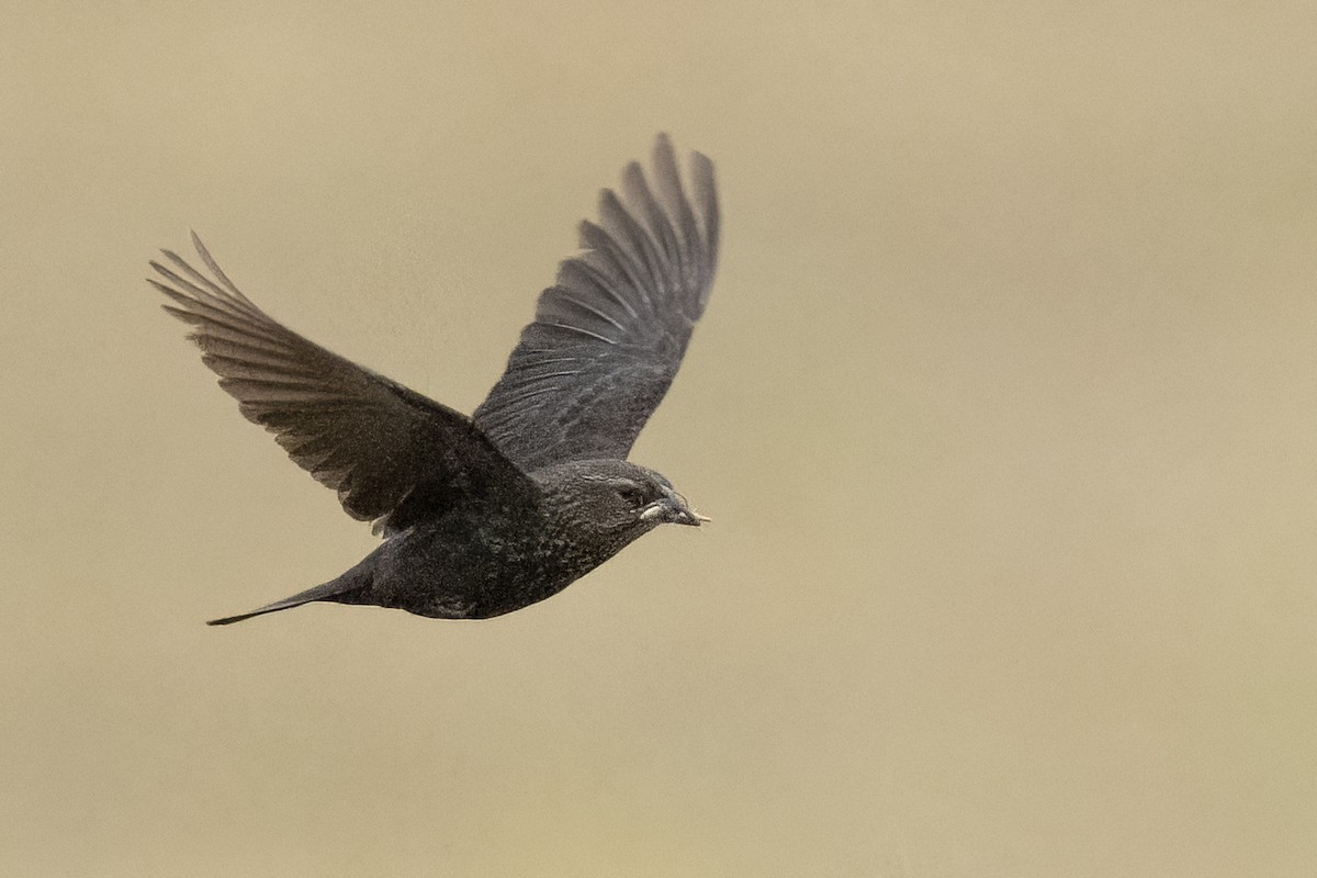 Tricolored Blackbird - ML645268788