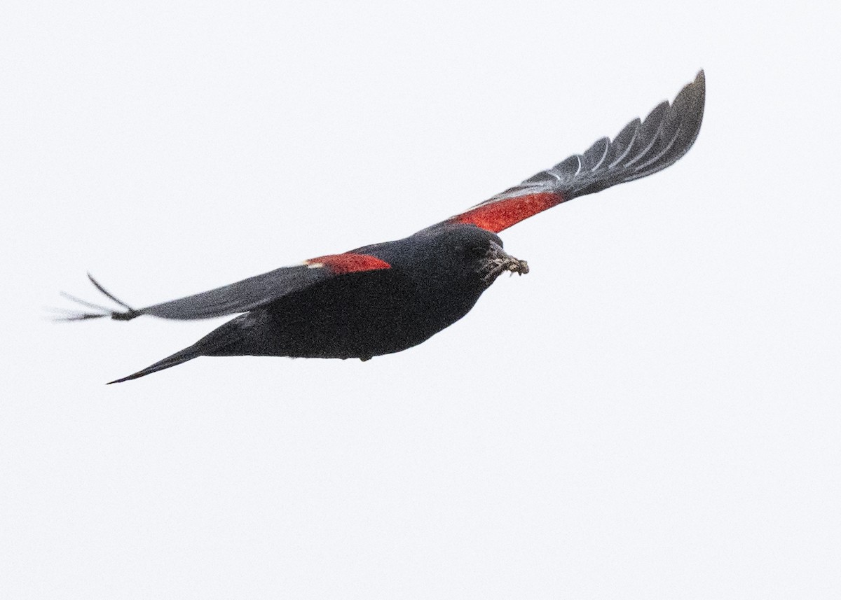 Tricolored Blackbird - ML645268789