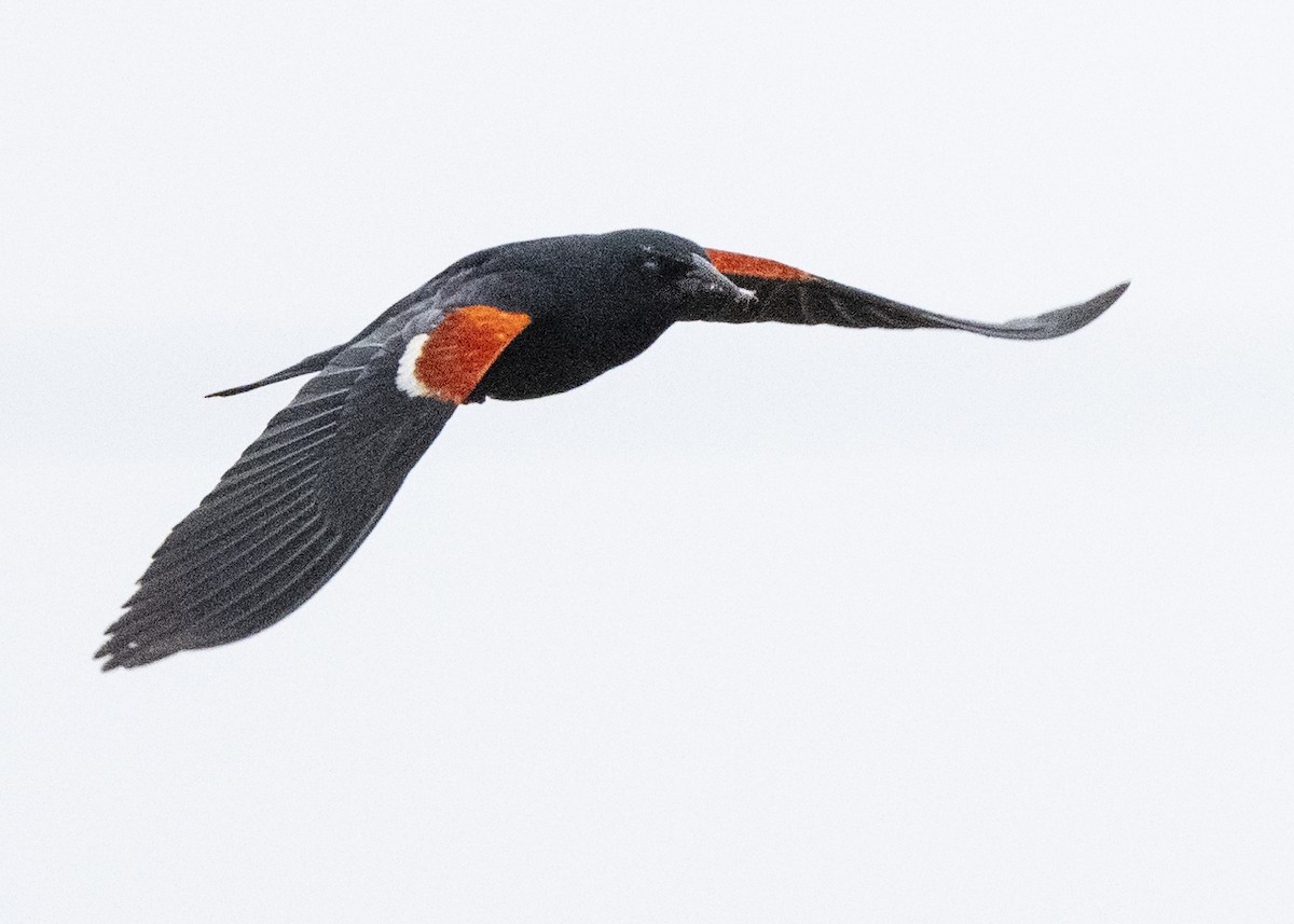 Tricolored Blackbird - ML645268790