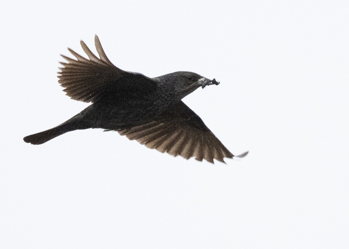 Tricolored Blackbird - ML645268791