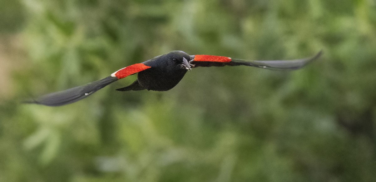 Tricolored Blackbird - ML645268793