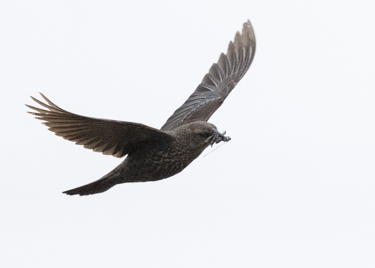 Tricolored Blackbird - ML645268794