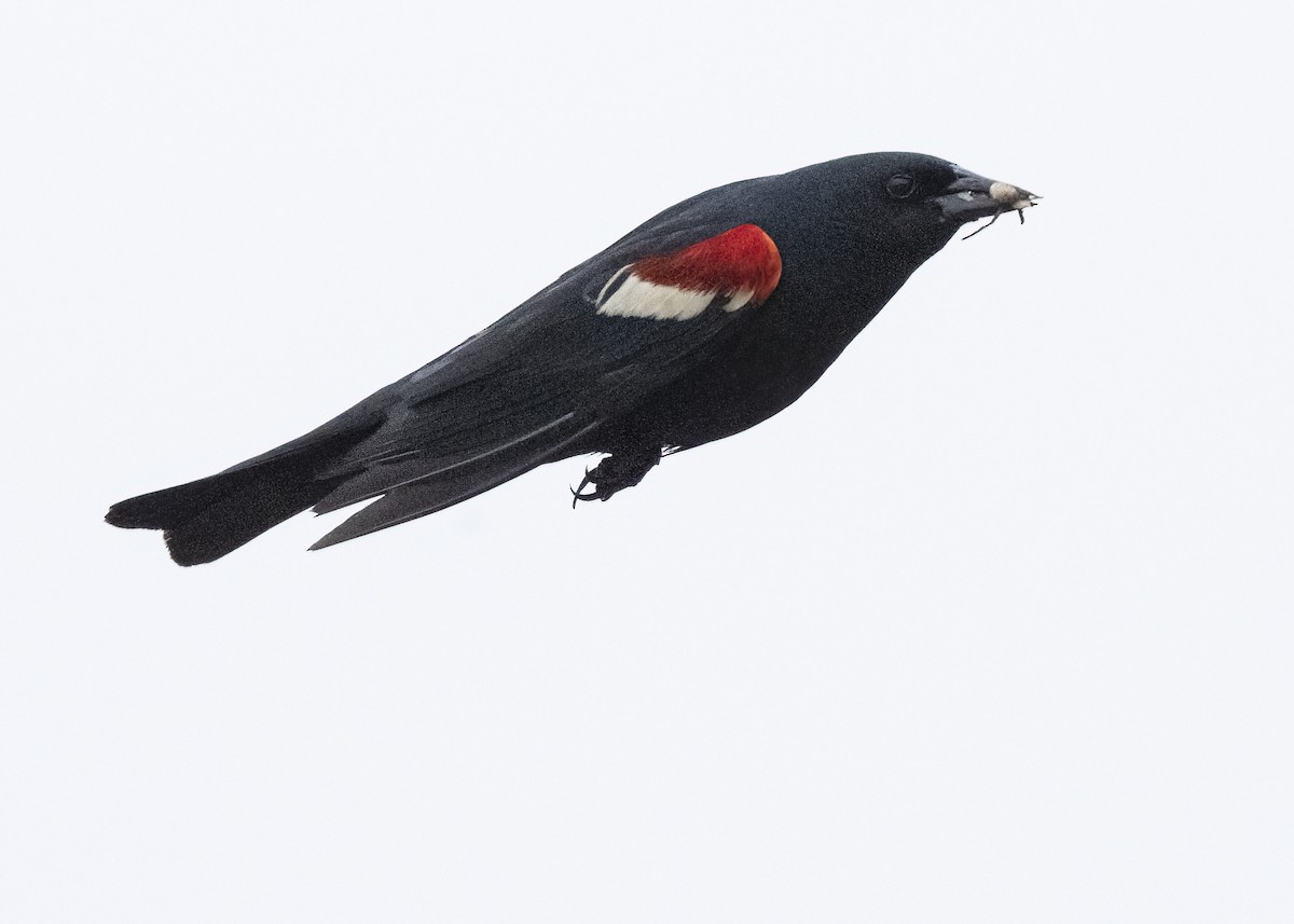 Tricolored Blackbird - ML645268795