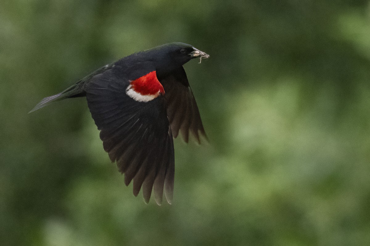 Tricolored Blackbird - ML645268796