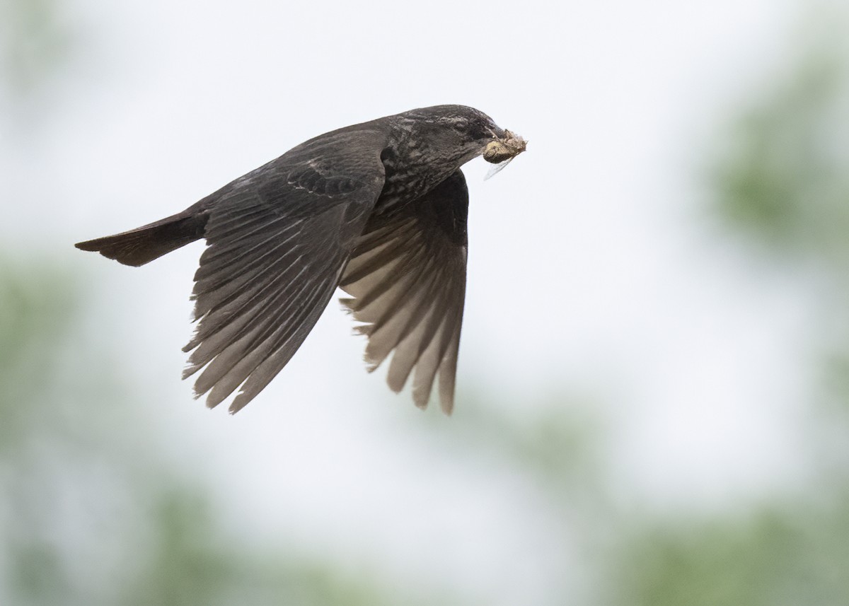 Tricolored Blackbird - ML645268797