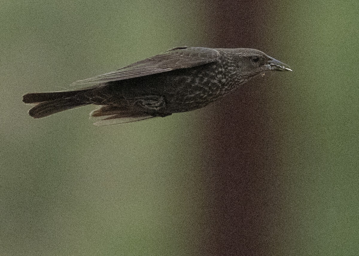 Tricolored Blackbird - ML645268798