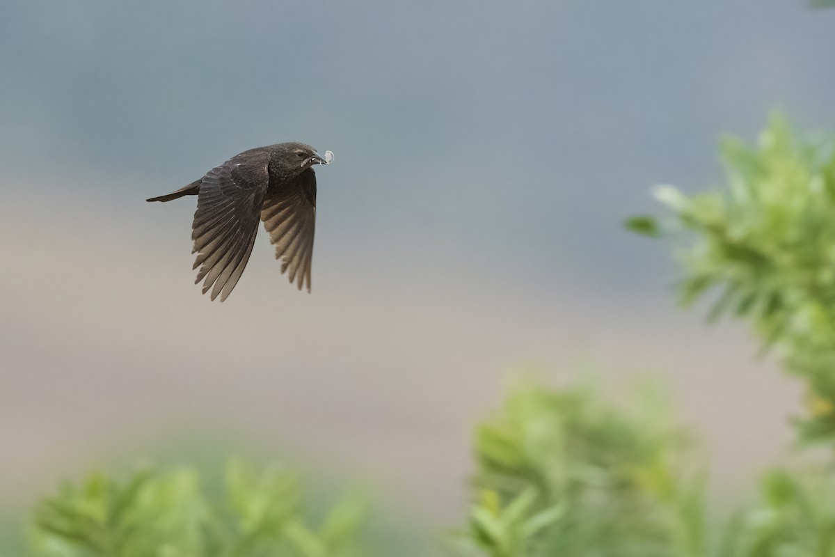 Tricolored Blackbird - ML645268799