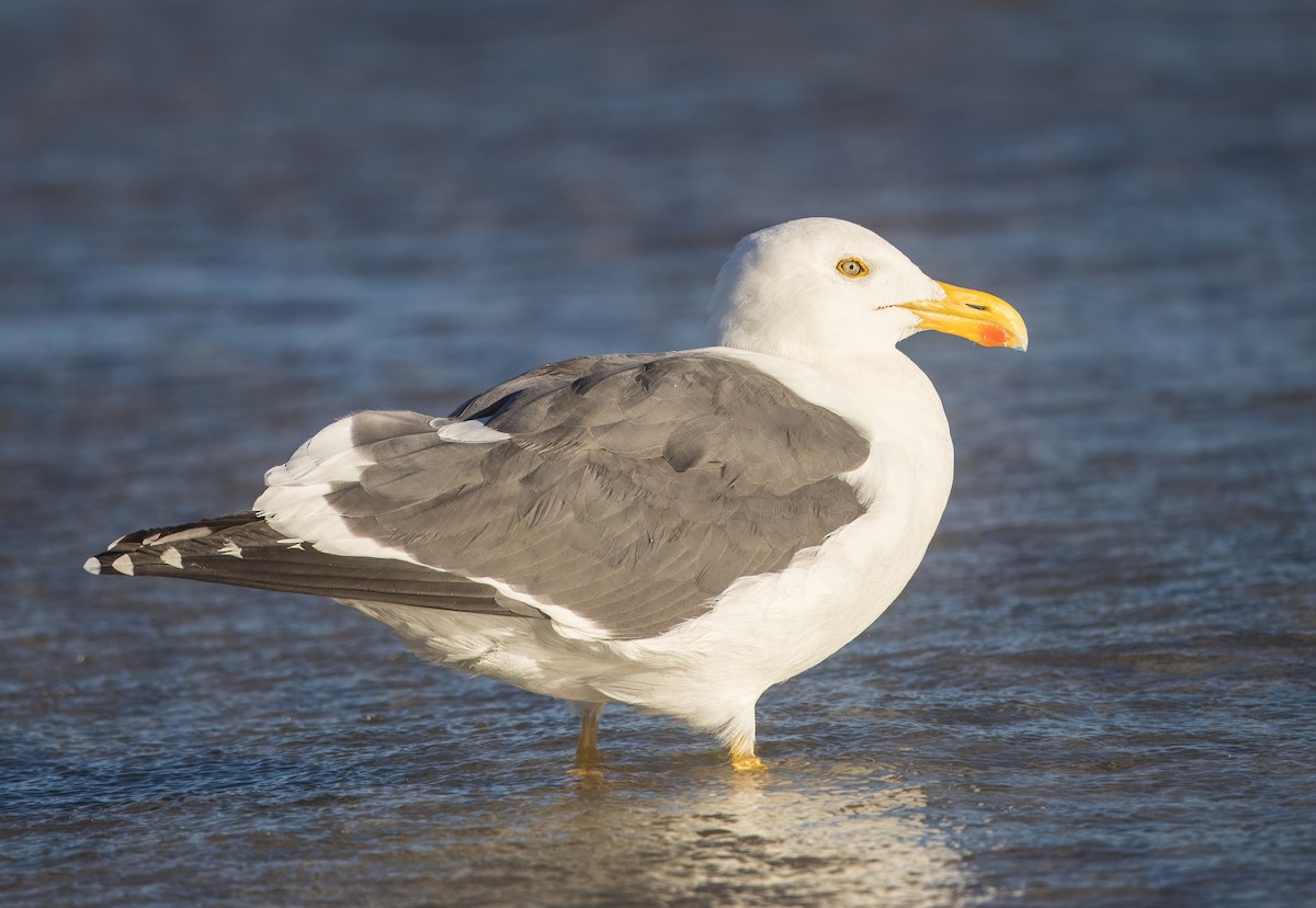 Yellow-footed Gull - ML645268800