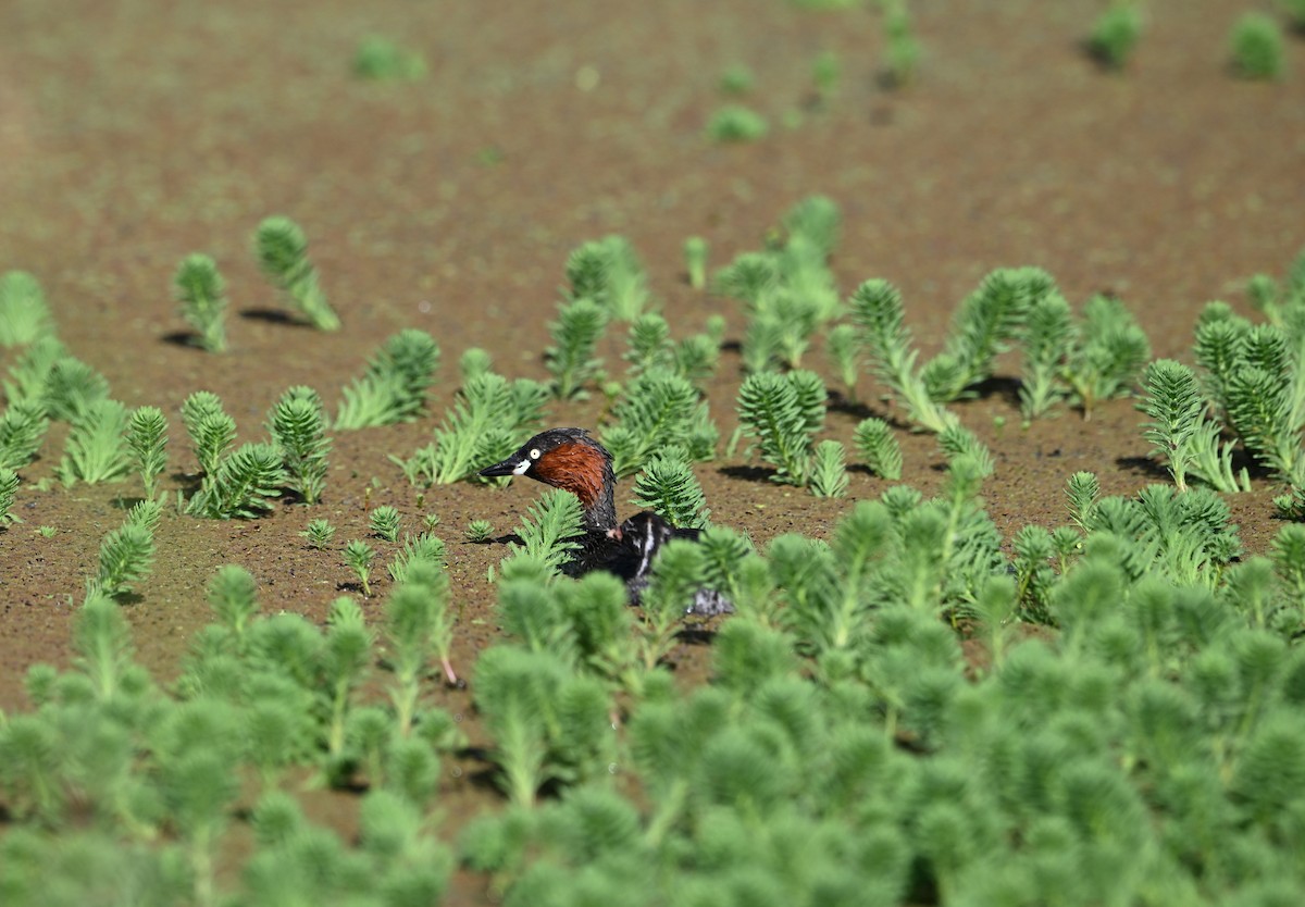 Little Grebe - ML645268801