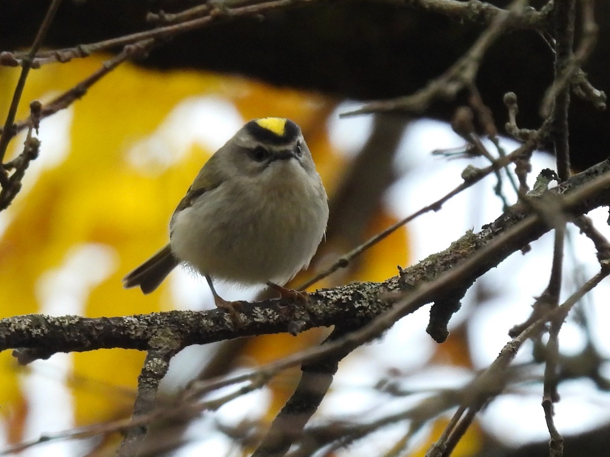Golden-crowned Kinglet - ML645268803