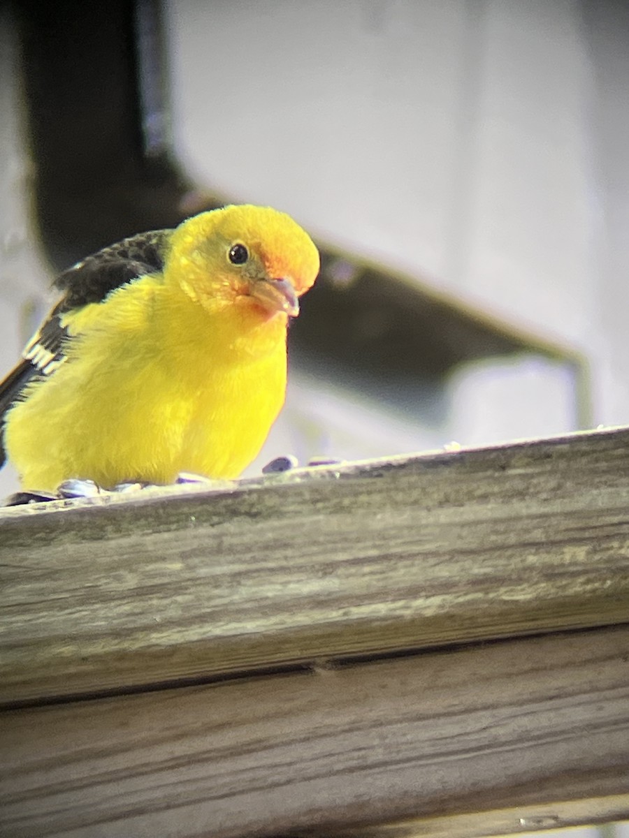 Western Tanager - ML645268805