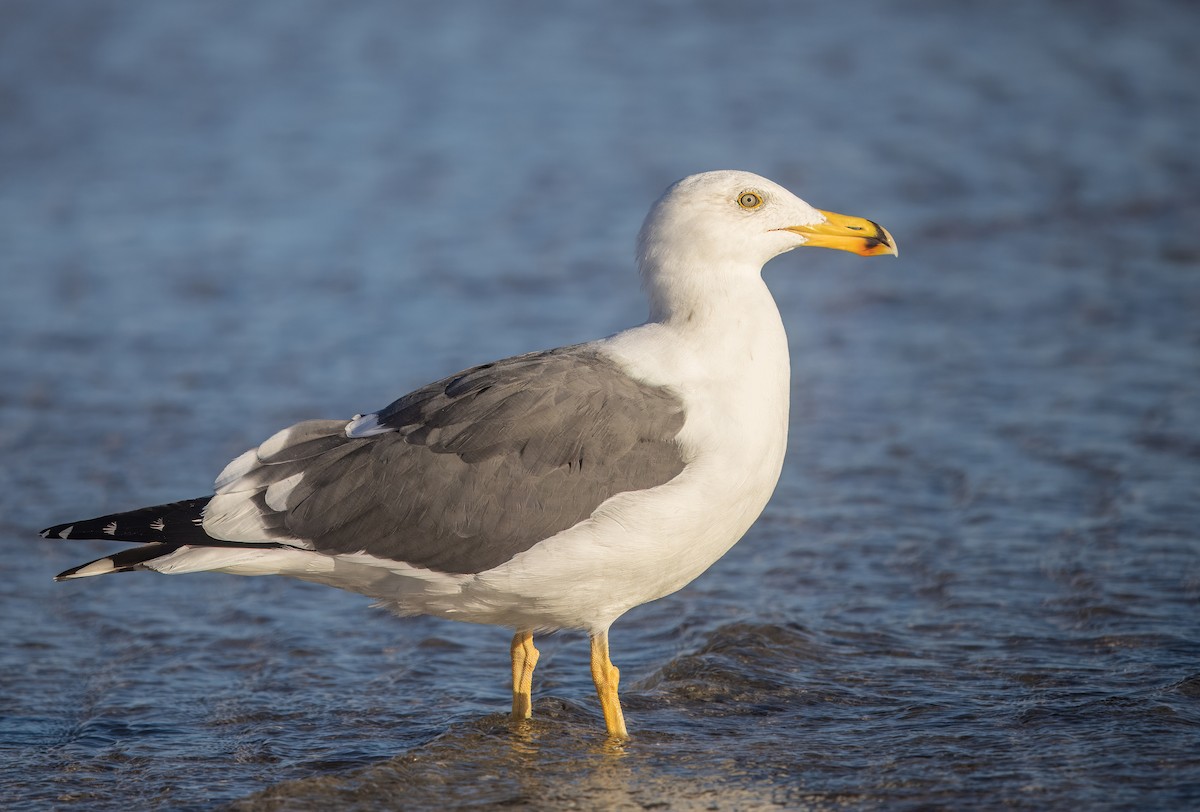 Yellow-footed Gull - ML645268816