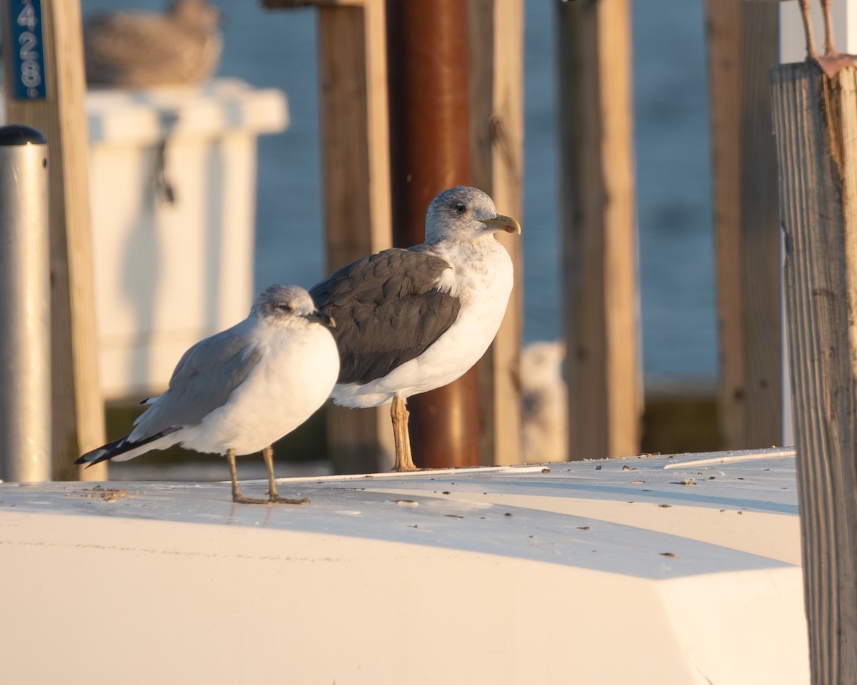 racek žlutonohý - ML645268828