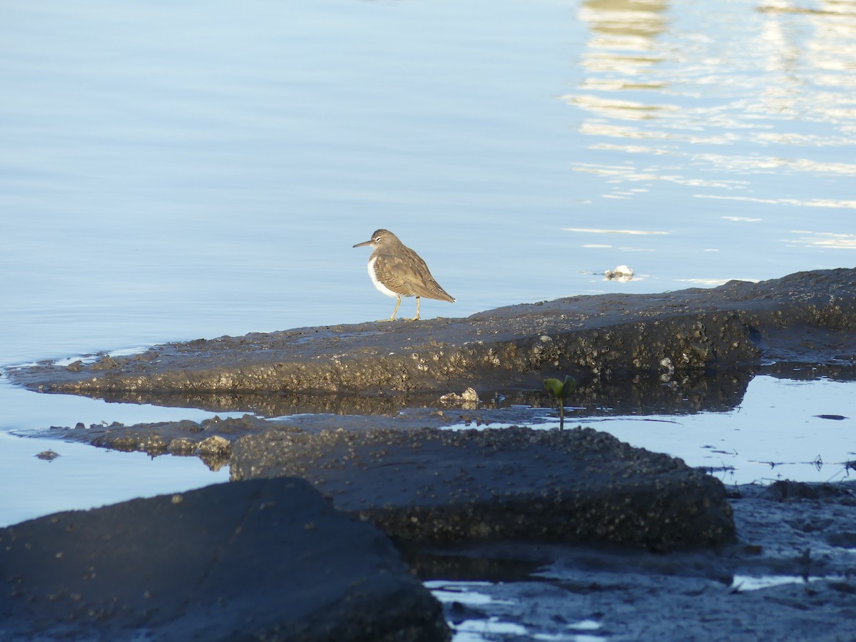 Bécasseau minuscule - ML645268836