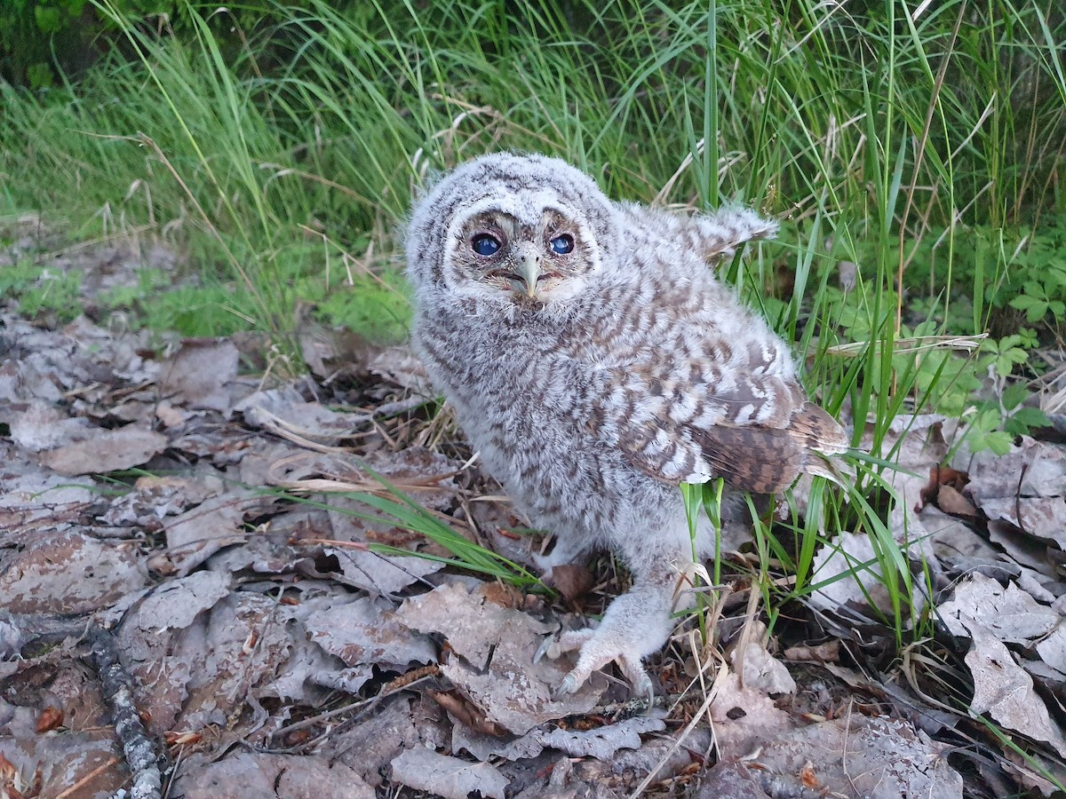 Chouette hulotte - ML645268837