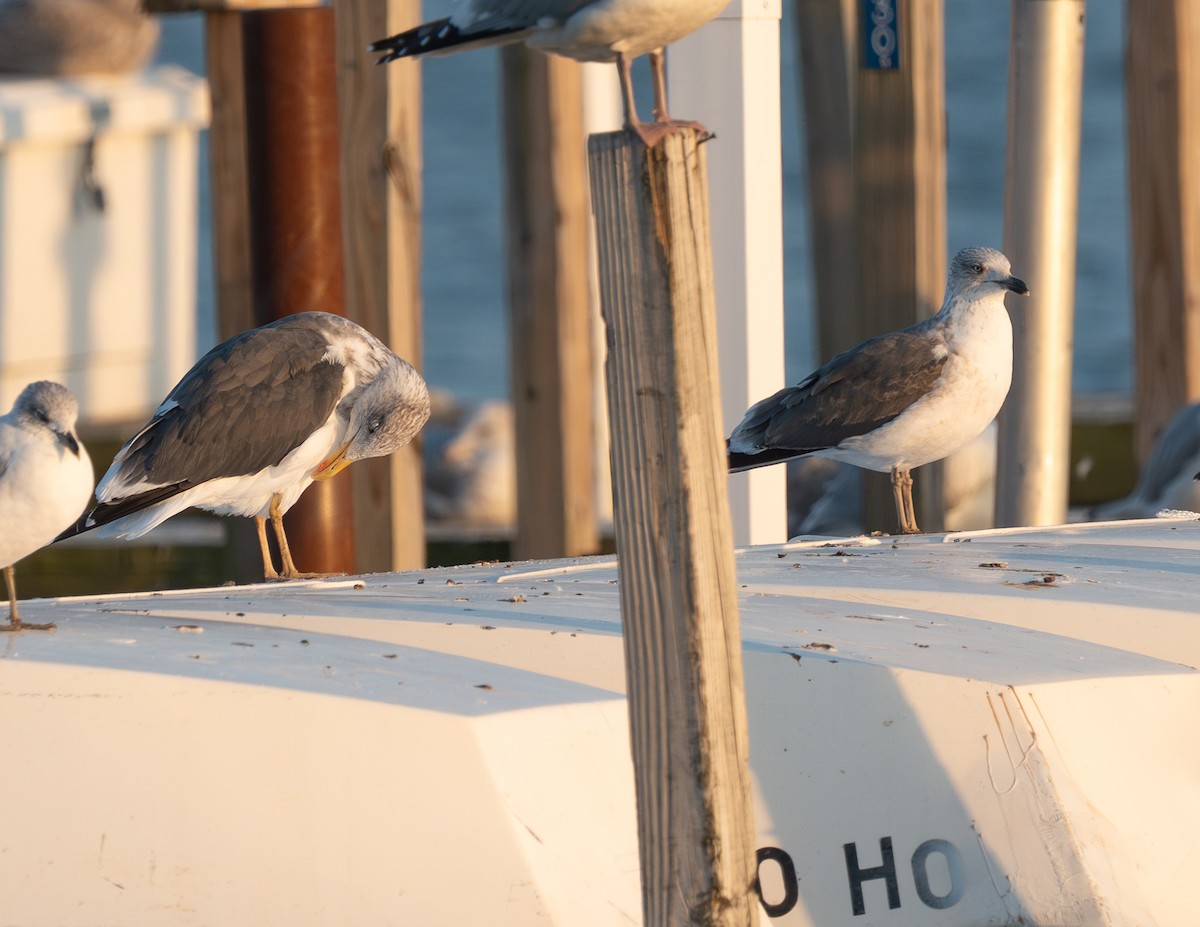 racek žlutonohý - ML645268838