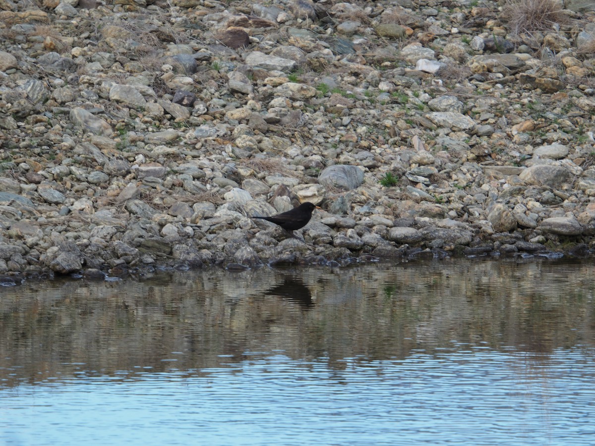 Eurasian Blackbird - ML645268847