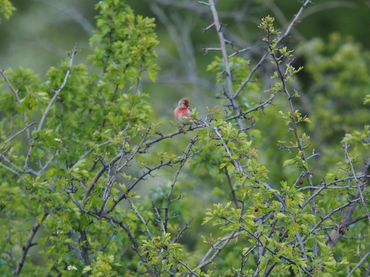 Redpoll - ML645268858