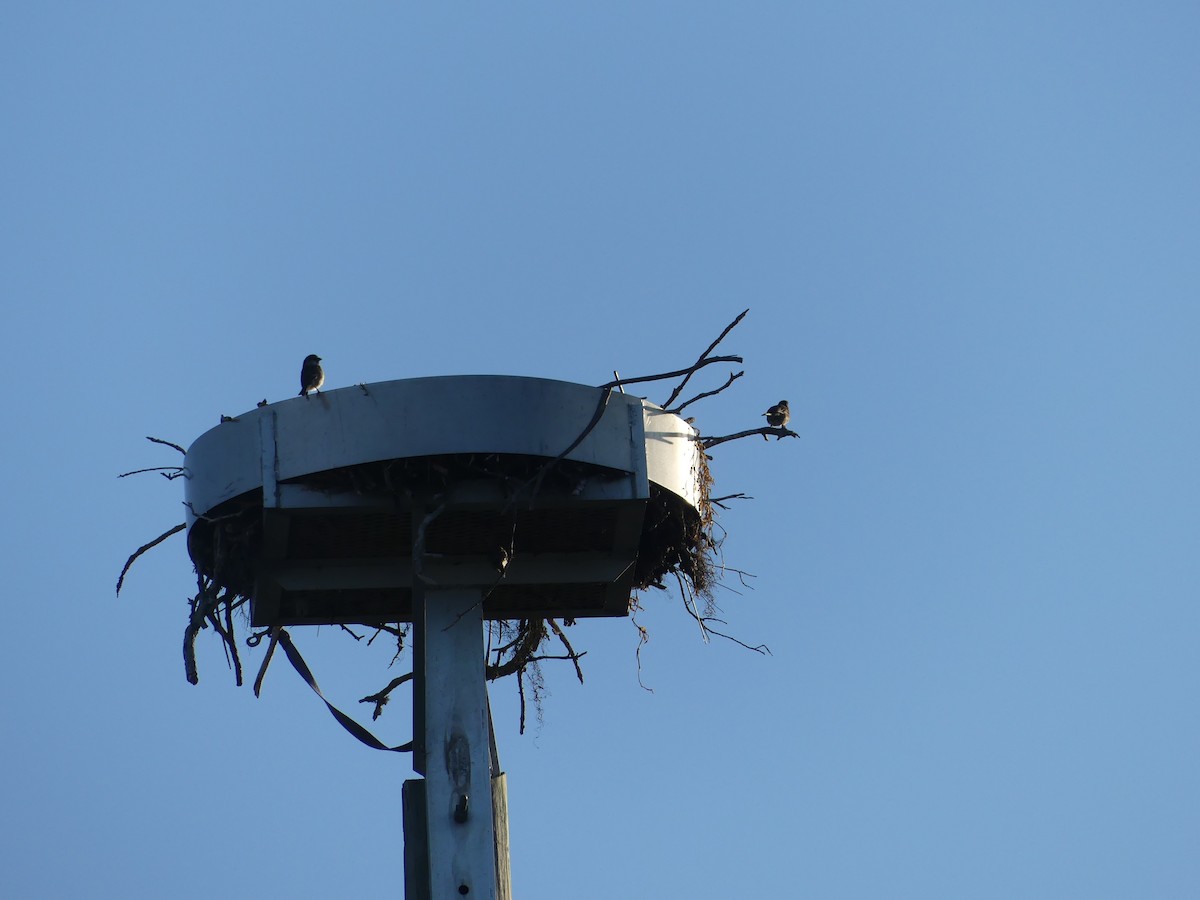 Moineau domestique - ML645268863