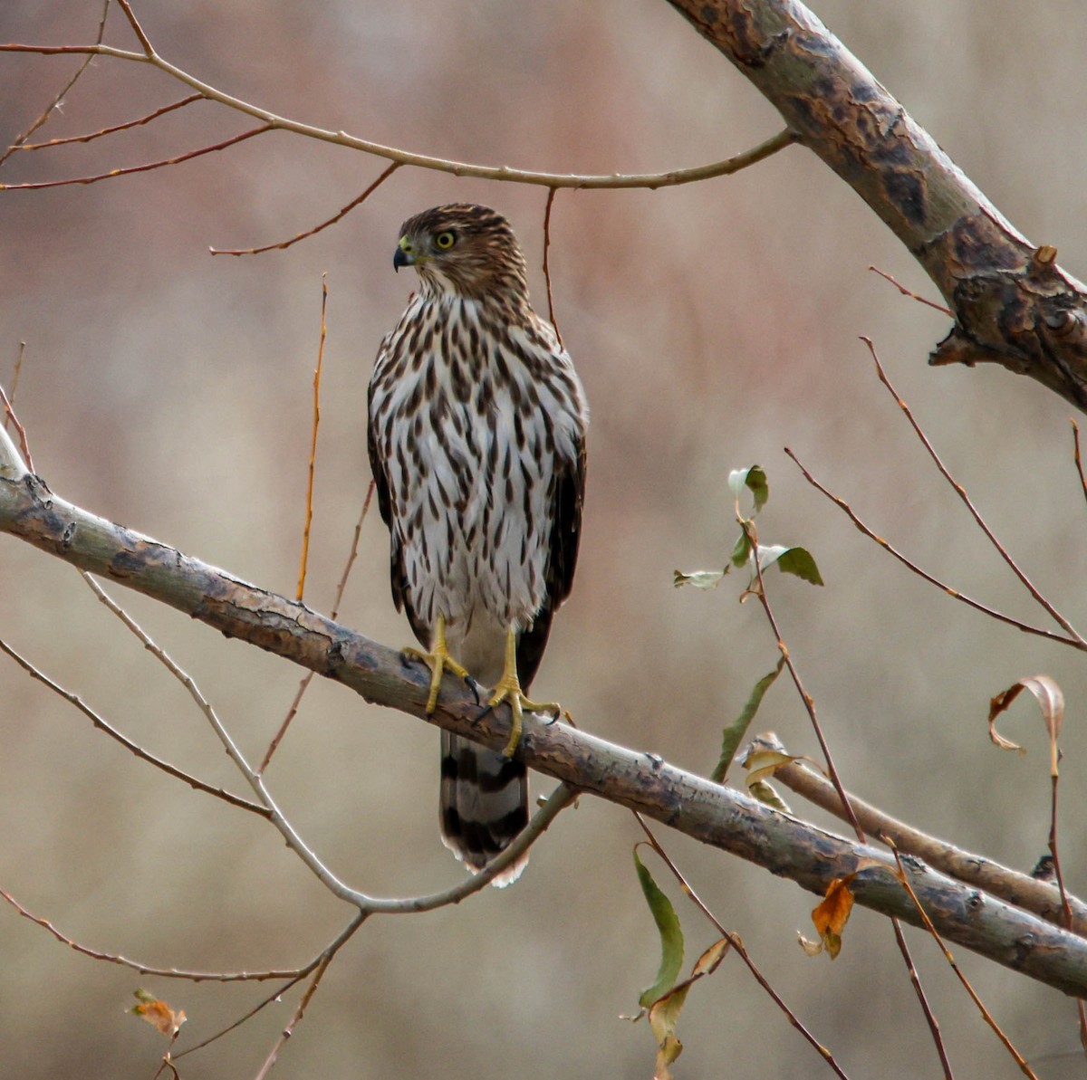 Cooper's Hawk - ML645268869