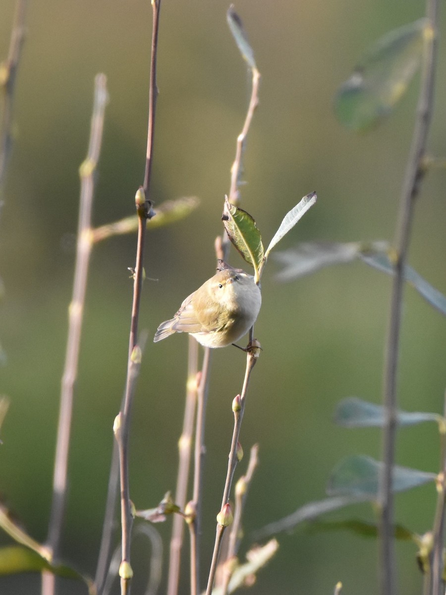 Common Chiffchaff - ML645268887