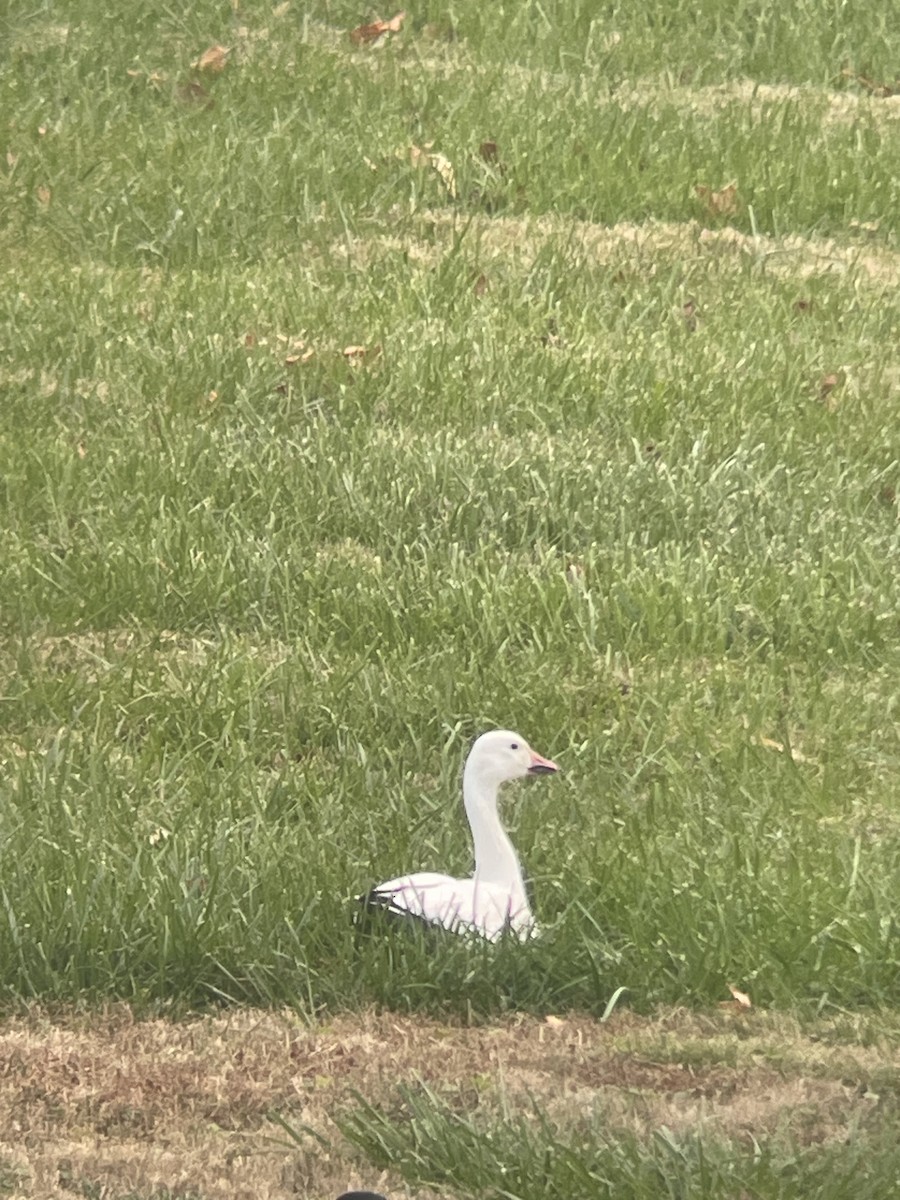 Snow Goose - ML645268890