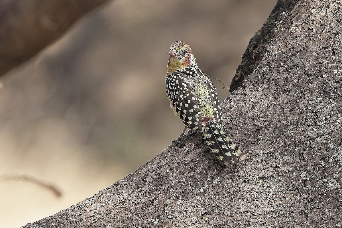 Barbudo Cabecirrojo - ML645268893