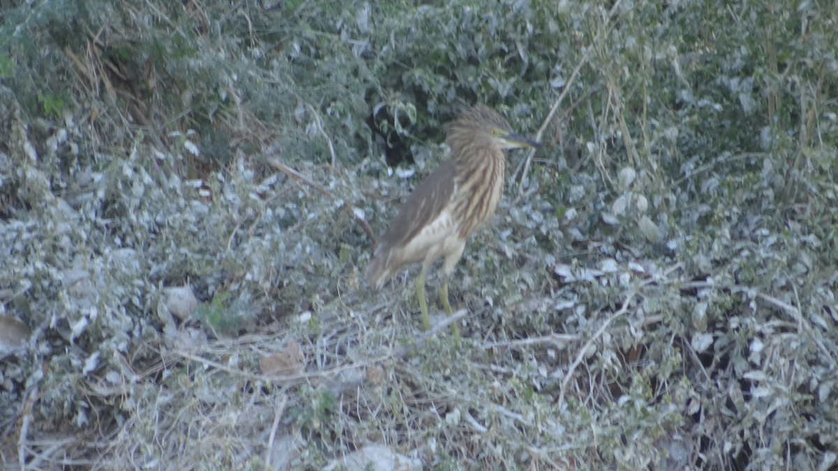 Garcilla India - ML645268907