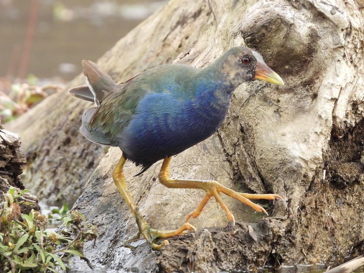Purple Gallinule - ML645268911