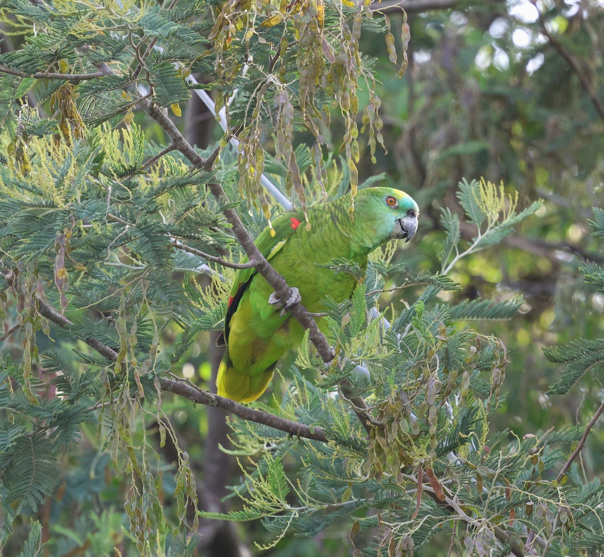 Turquoise-fronted Amazon - ML645268913