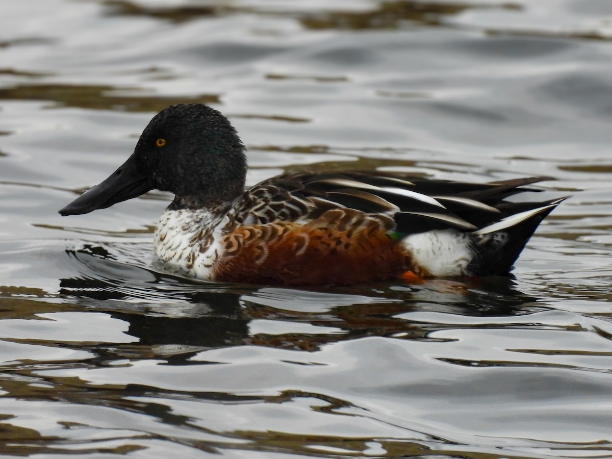 Northern Shoveler - ML645268914