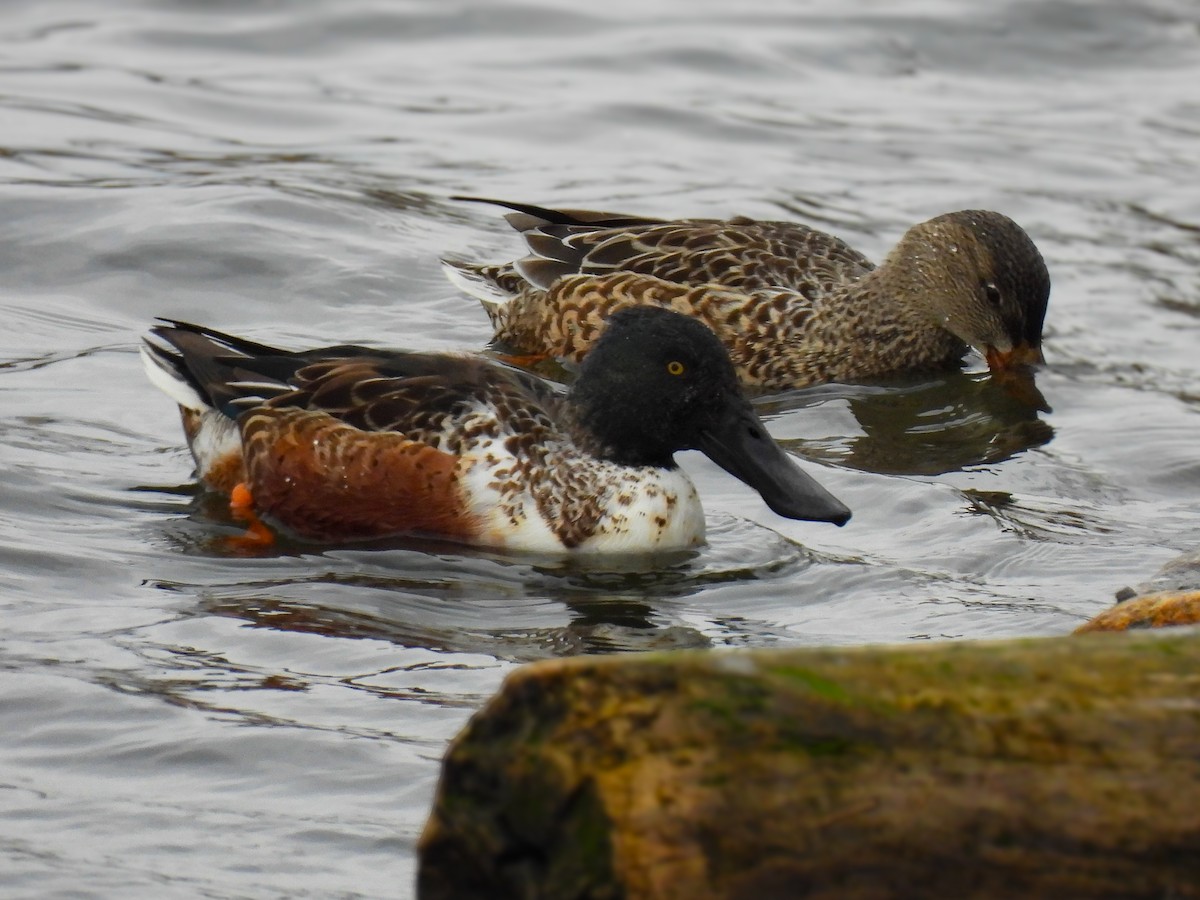 Northern Shoveler - ML645268915