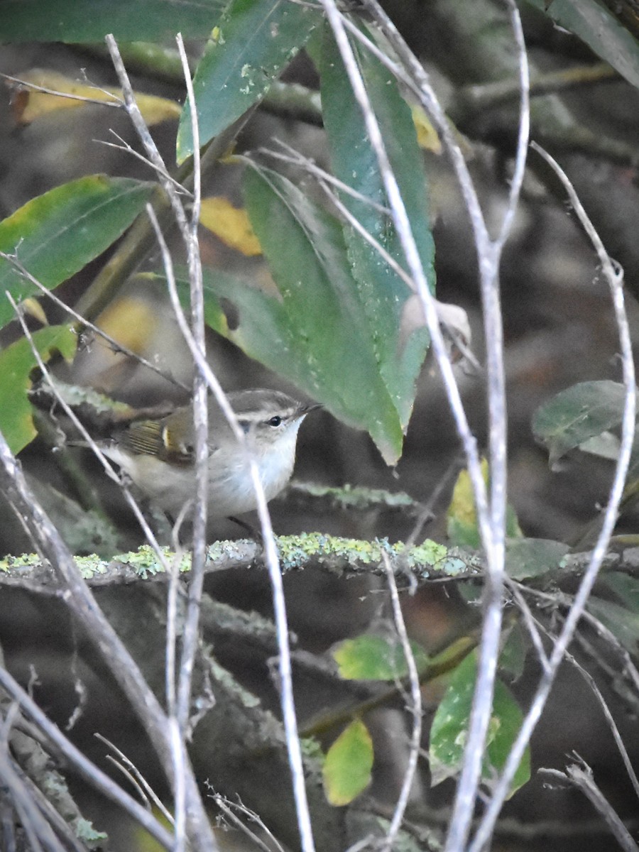 Hume's Warbler - ML645268918