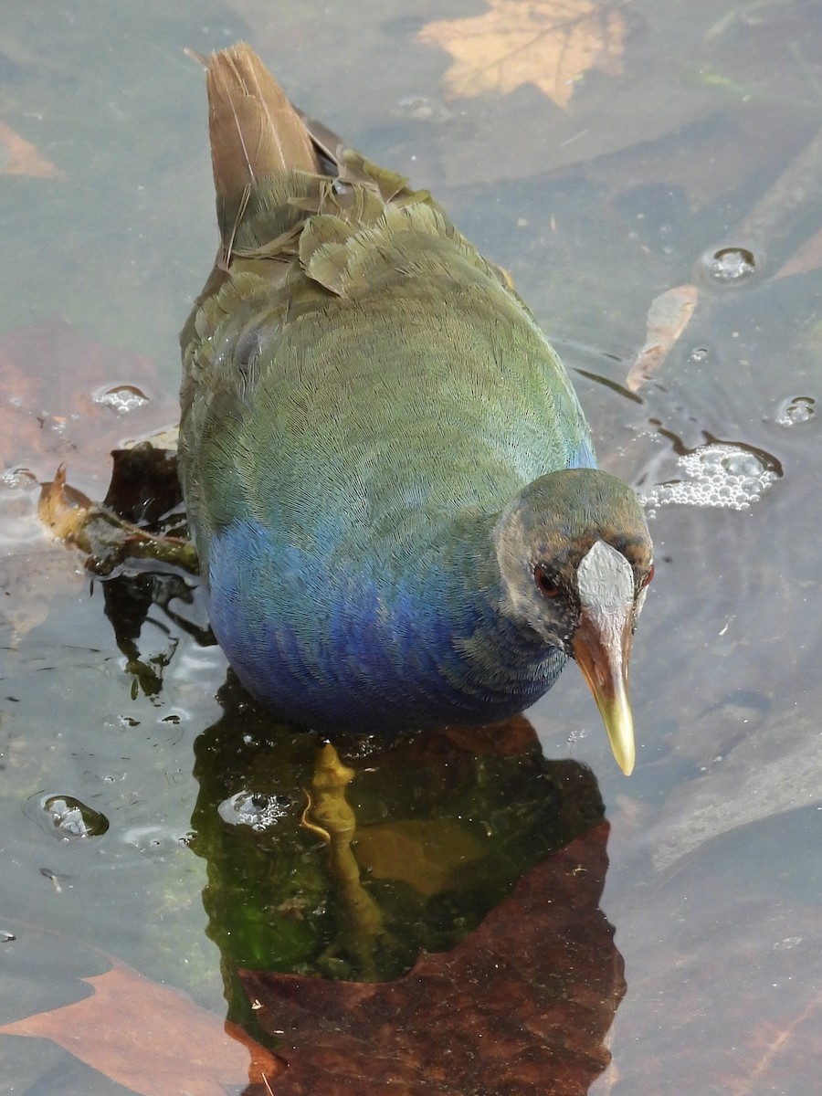 Purple Gallinule - ML645268924