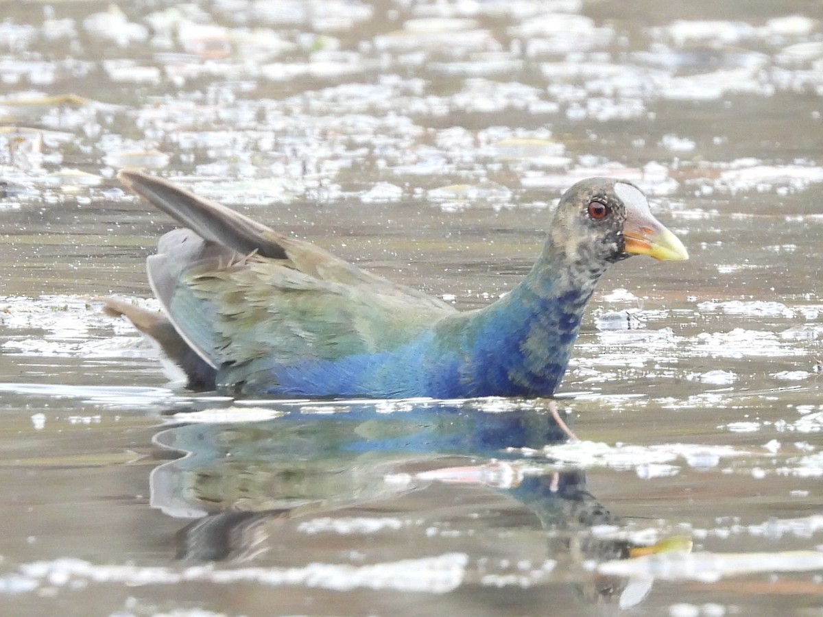 Purple Gallinule - ML645268925