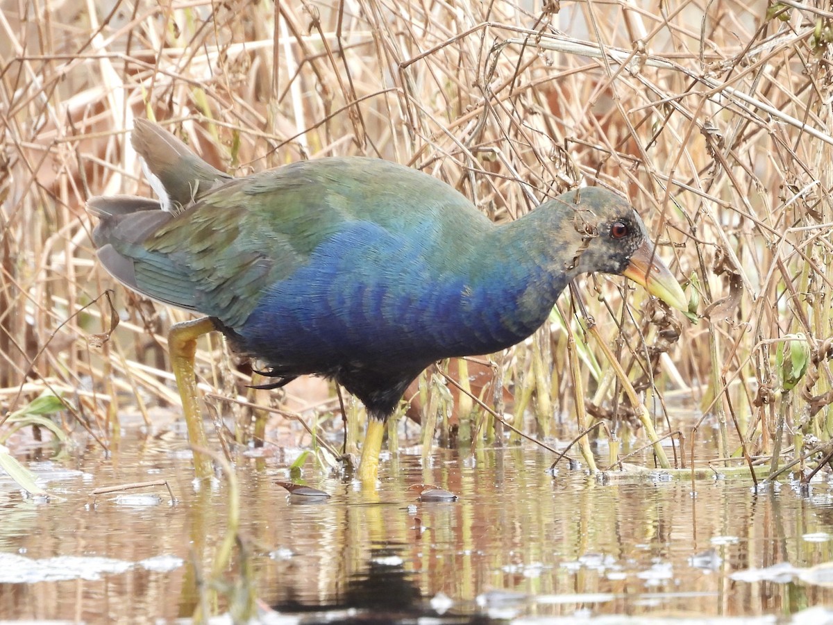 Purple Gallinule - ML645268926