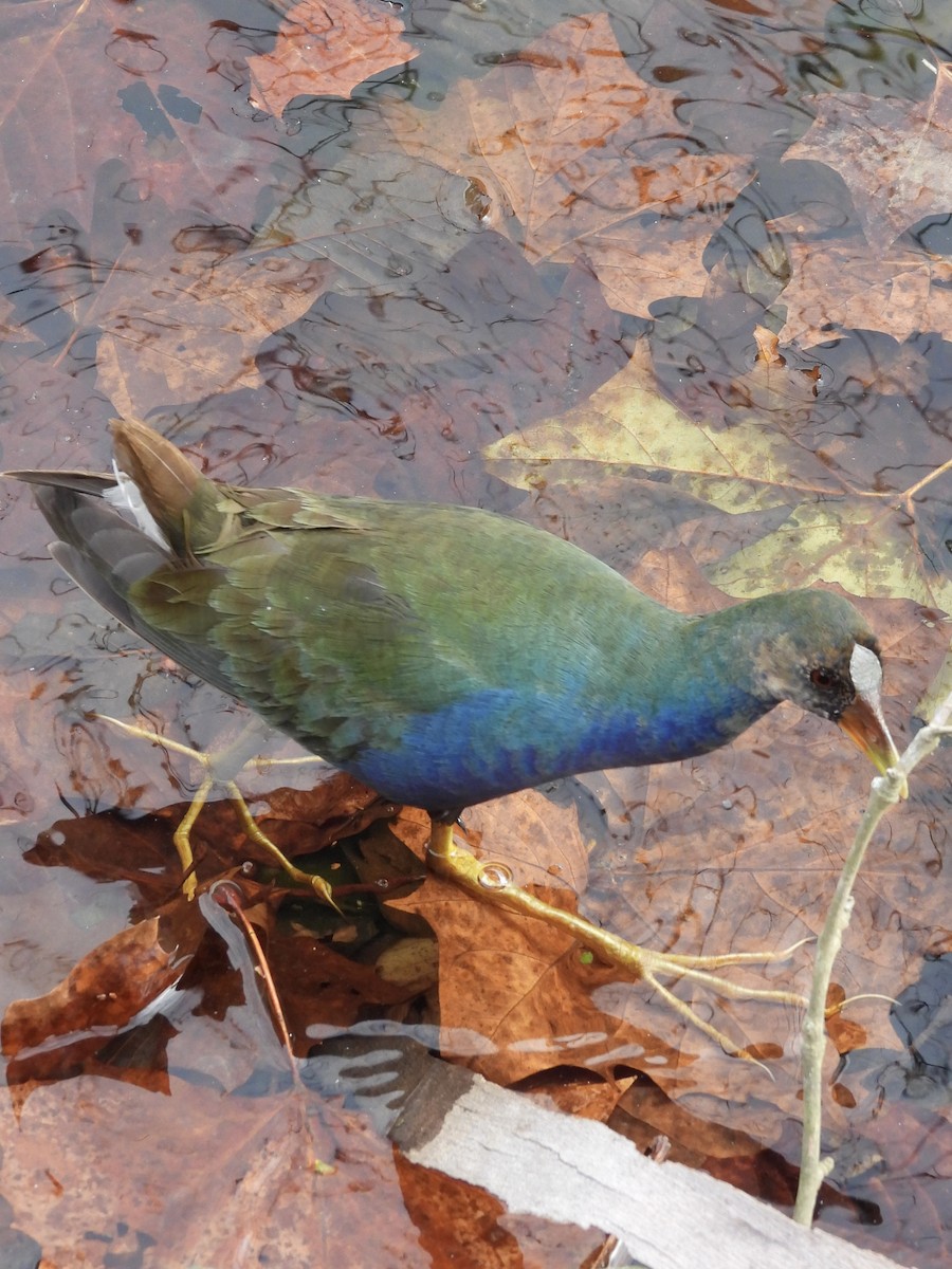 Purple Gallinule - ML645268927