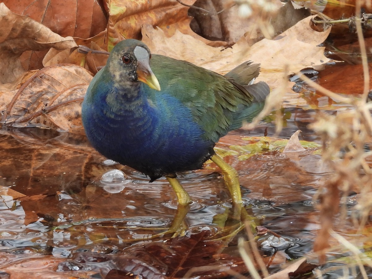 Purple Gallinule - ML645268929