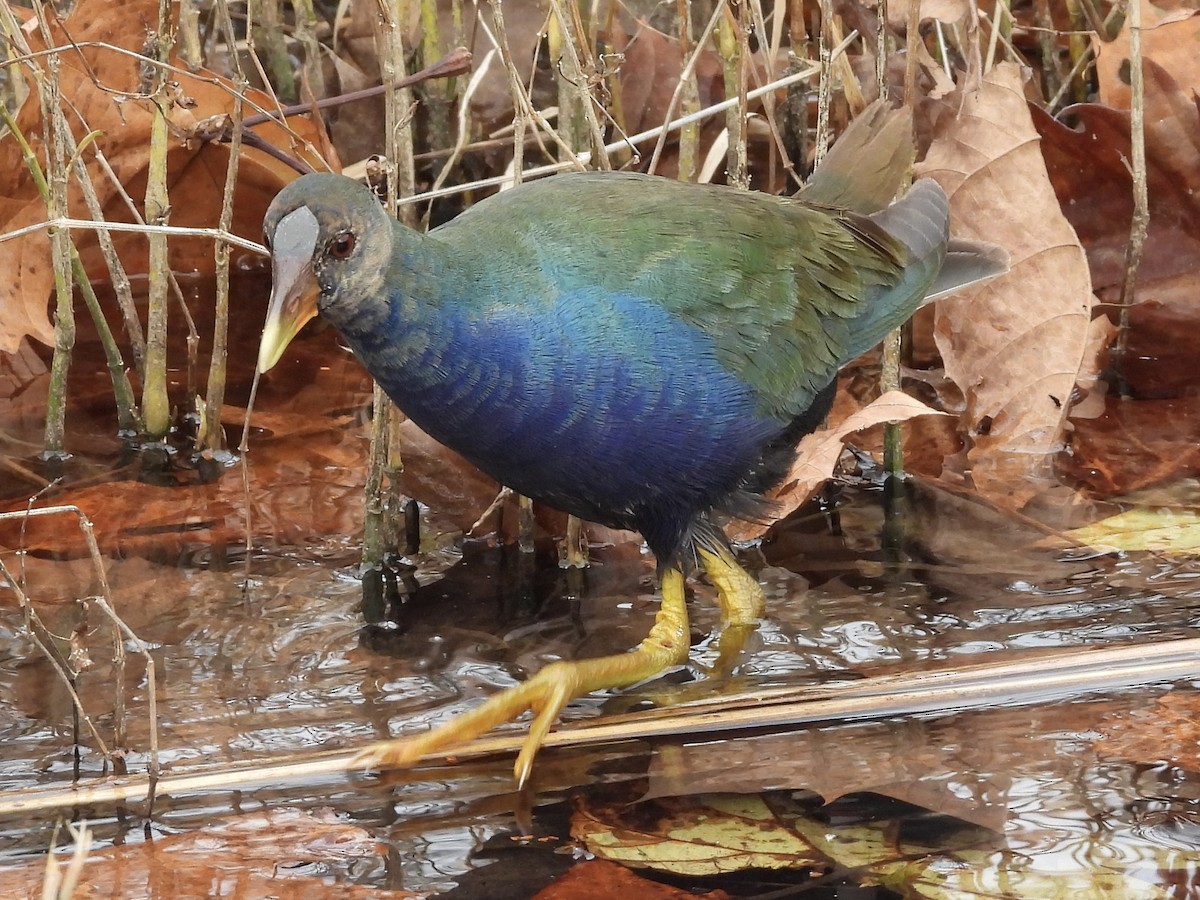 Purple Gallinule - ML645268930
