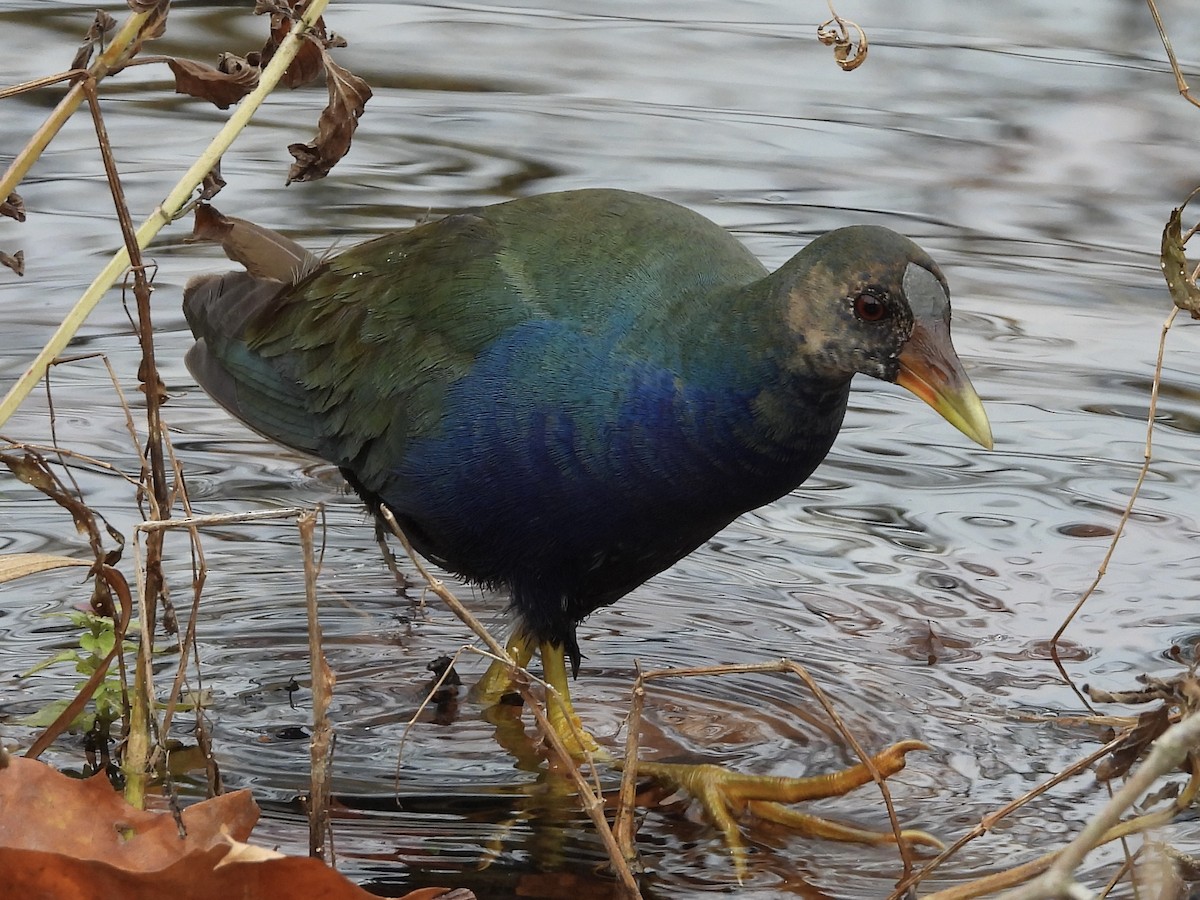 Purple Gallinule - ML645268931