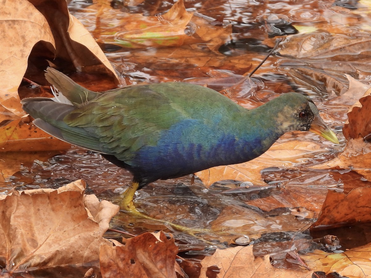 Purple Gallinule - ML645268932