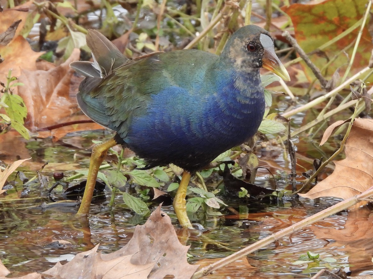 Purple Gallinule - ML645268933