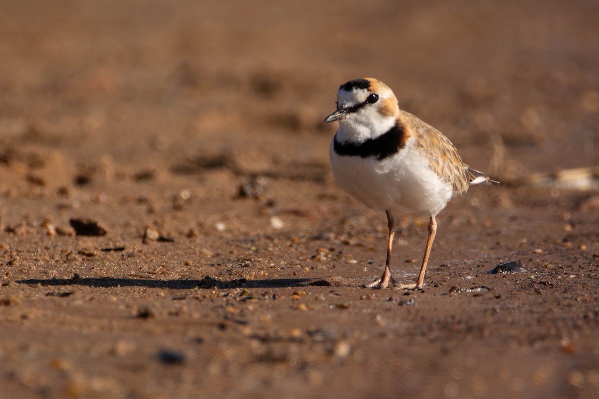 Collared Plover - ML645268951
