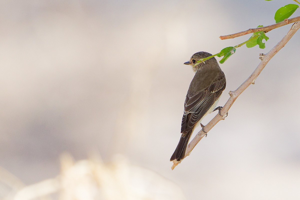 Spotted Flycatcher - ML645268965
