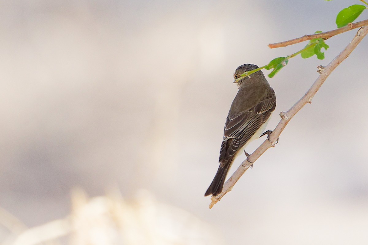 Spotted Flycatcher - ML645268966