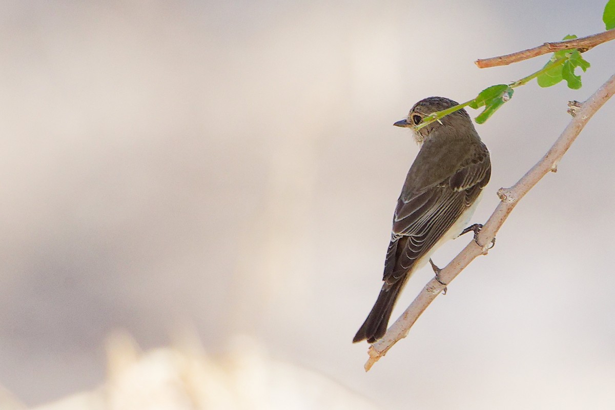 Spotted Flycatcher - ML645268967
